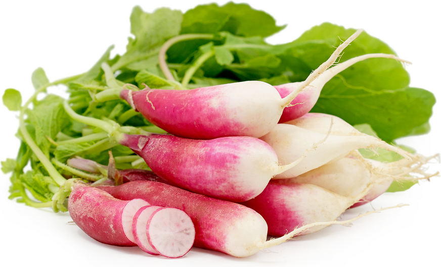 Breakfast Radish - bunch-Watts Farms