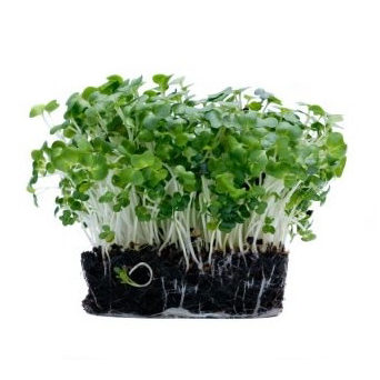 Salad Cress - Punnet-Watts Farms