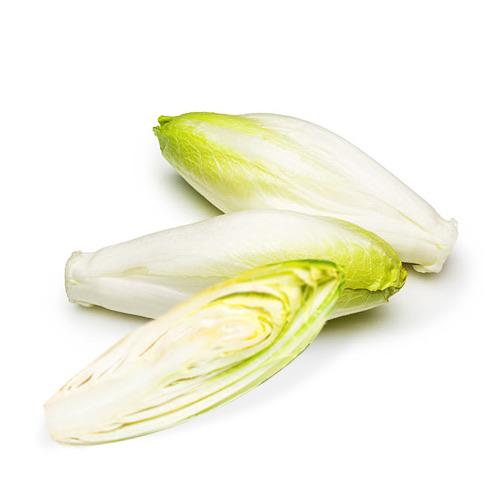 Chicory White - each-Watts Farms