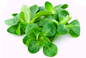 Lambs Lettuce - 125g-Watts Farms