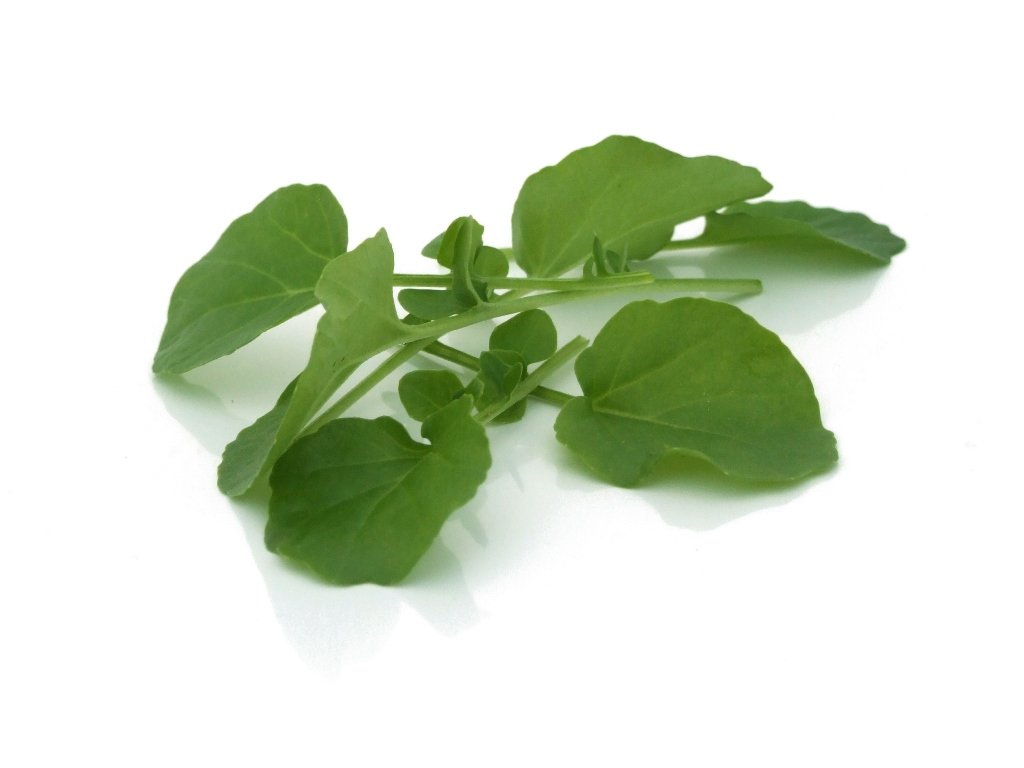 Landcress