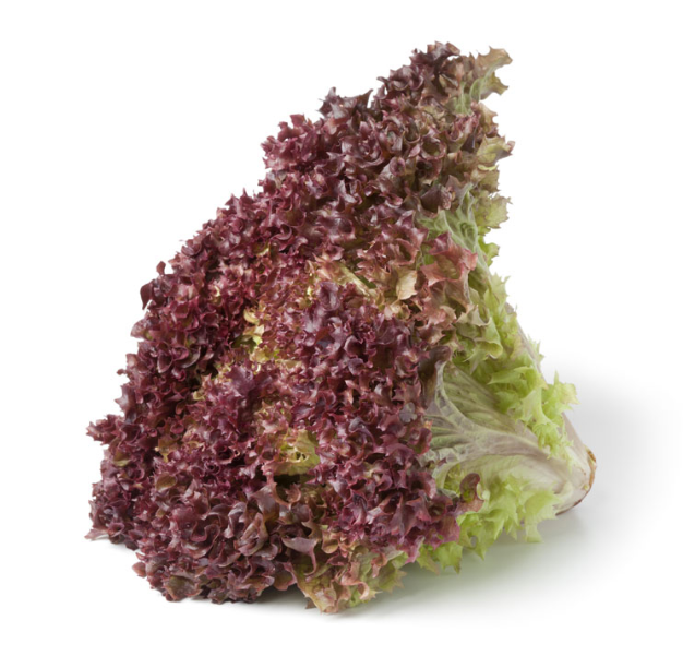 Lettuce Lollo Rosso - Each-Watts Farms