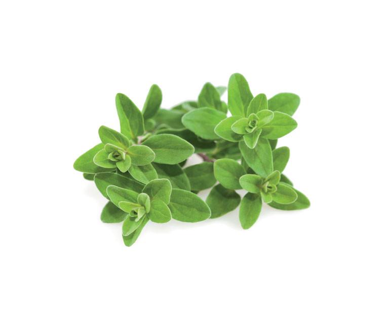 Marjoram Punnet Retail Pack (Day 1 for Day 3) - 40g