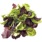 Lettuce Baby Mesculin Mix Box (2x500g)