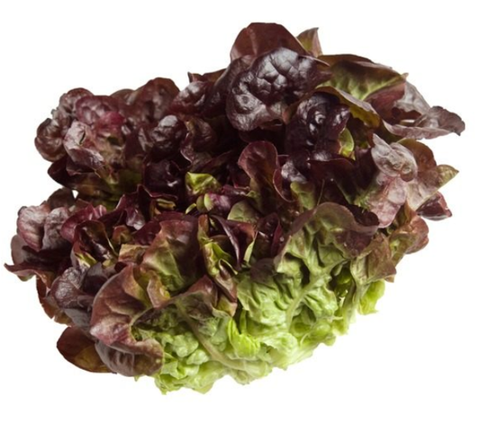 Lettuce Oak Leaf - Each-Watts Farms