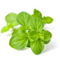 Oregano Punnet Retail Pack (Day 1 for Day 3) - 40g