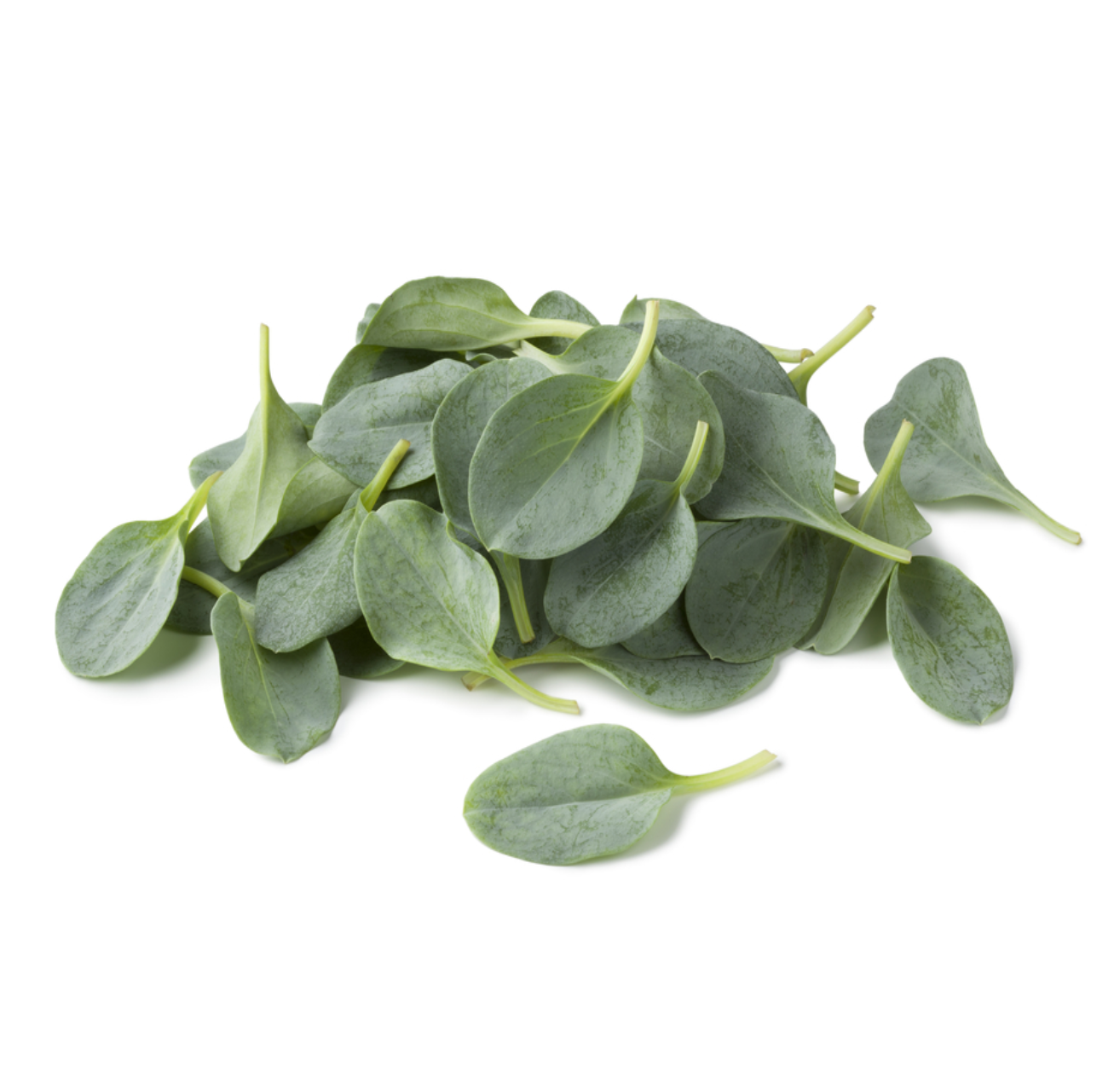 Oyster Leaf Punnet (50g)