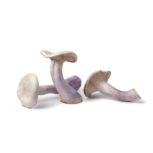 Mushrooms Pied De Blue Kg