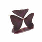 Butterfly Sorrel - Red Punnet (50G)