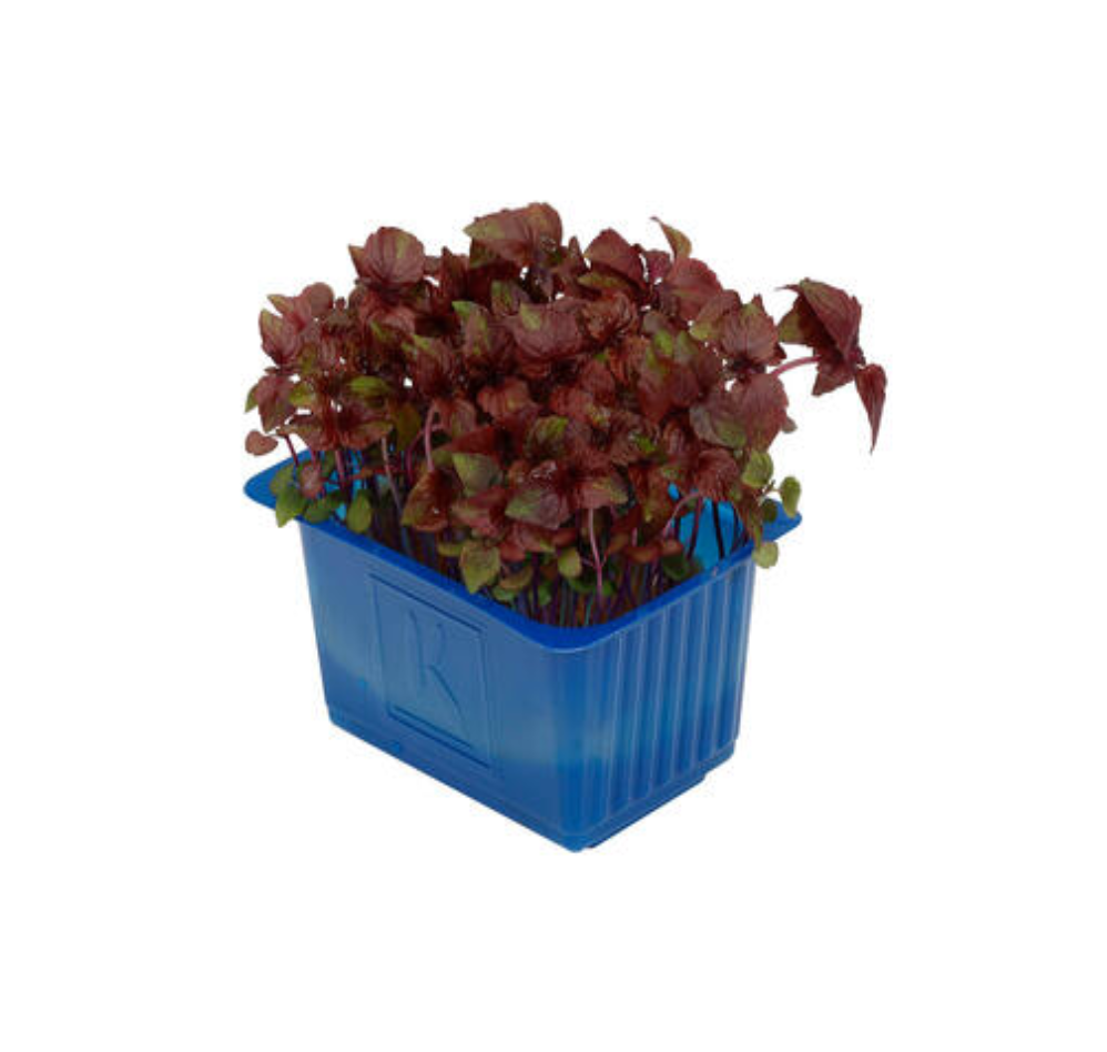 Red Shiso Cress Small