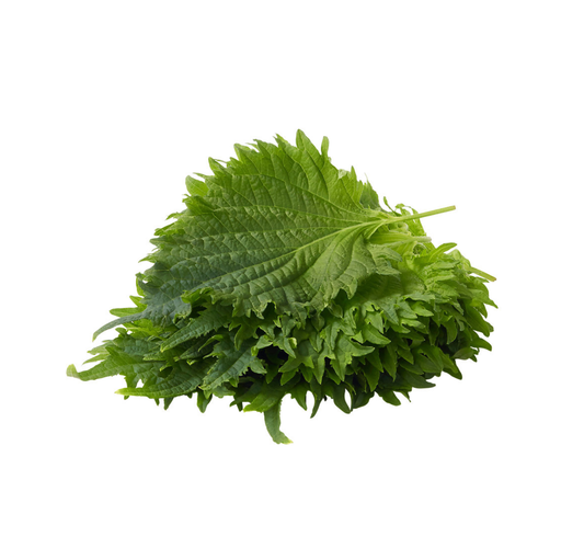 Shiso Large Leaf Green Punnet (15each)