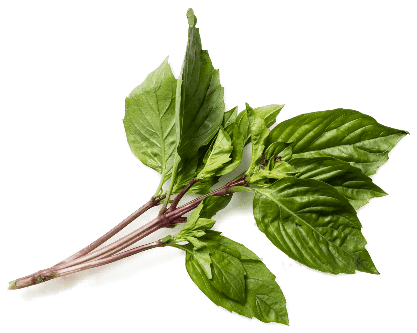 Basil Thai Fresh - 100g