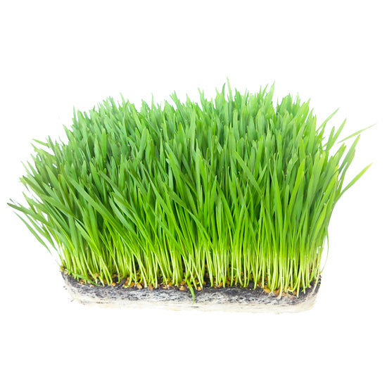 Wheat Grass Tray