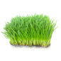 Wheat Grass Tray